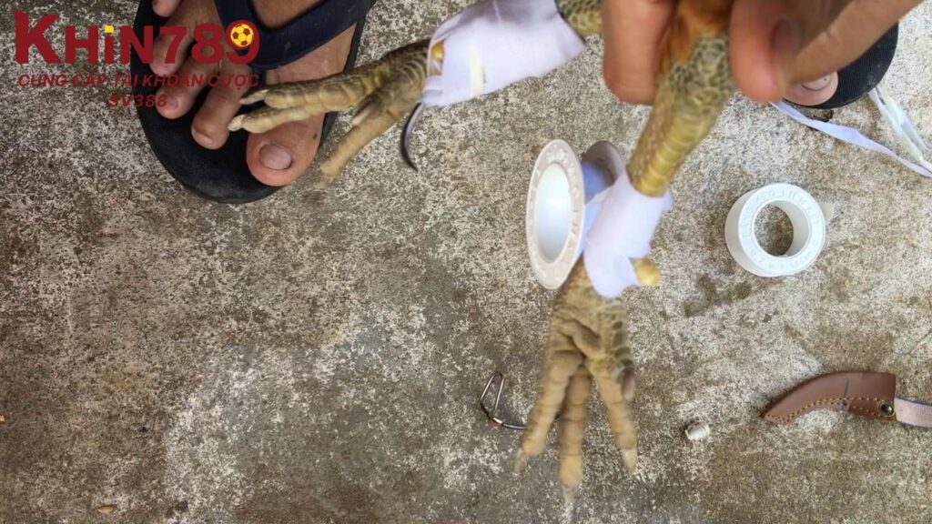 Chi tiết các bước băng cựa cho gà đá