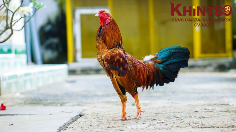 Bảng màu mạng gà đá phổ biến nhất