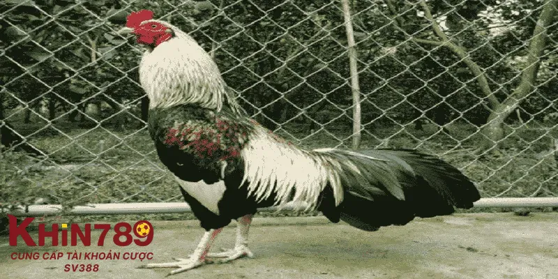 Các giống gà đá phổ biến tại Việt Nam