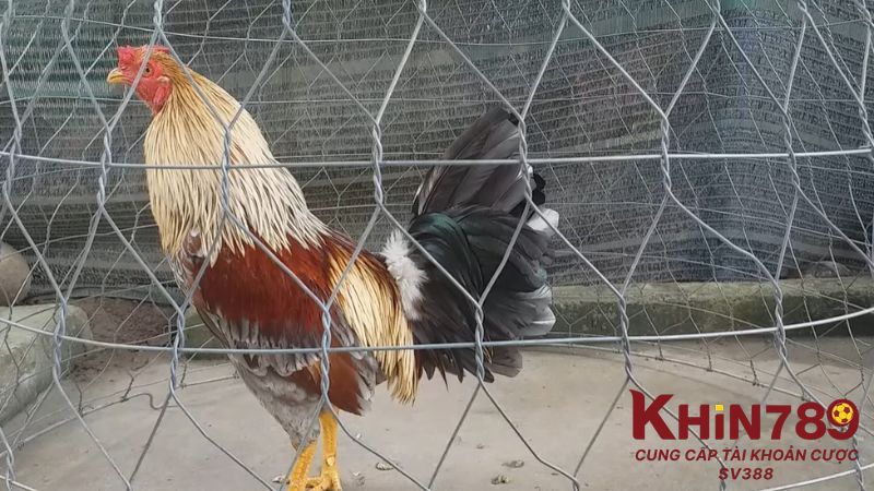 Cách nuôi gà đá hiệu quả chiến kê cần nắm rõ