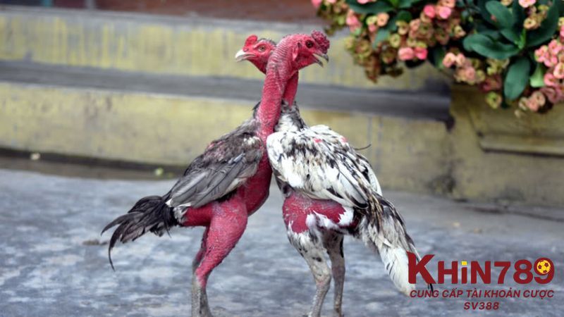 Lựa chọn kỹ giống gà để quá trình nuôi dễ dàng hơn