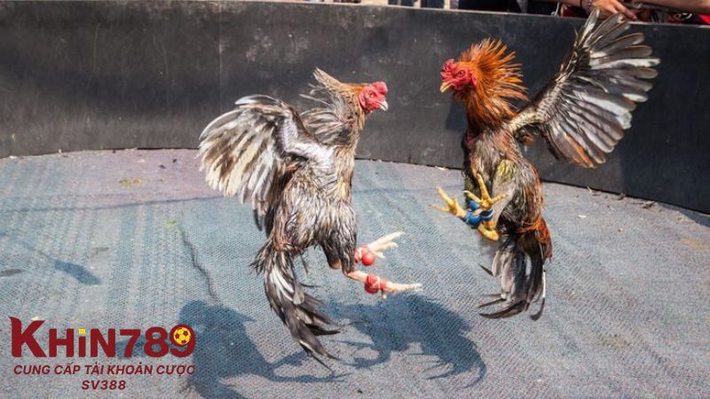 Điểm nổi bật của đá gà Thomo trực tiếp hôm nay