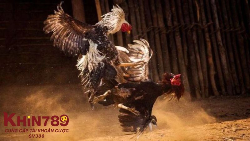 FAQ giải đáp về đá gà Thomo trực tiếp