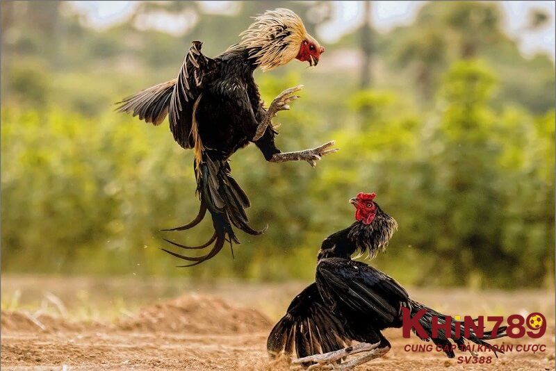 Kiểm tra sức khỏe gà chiến trước thi đấu