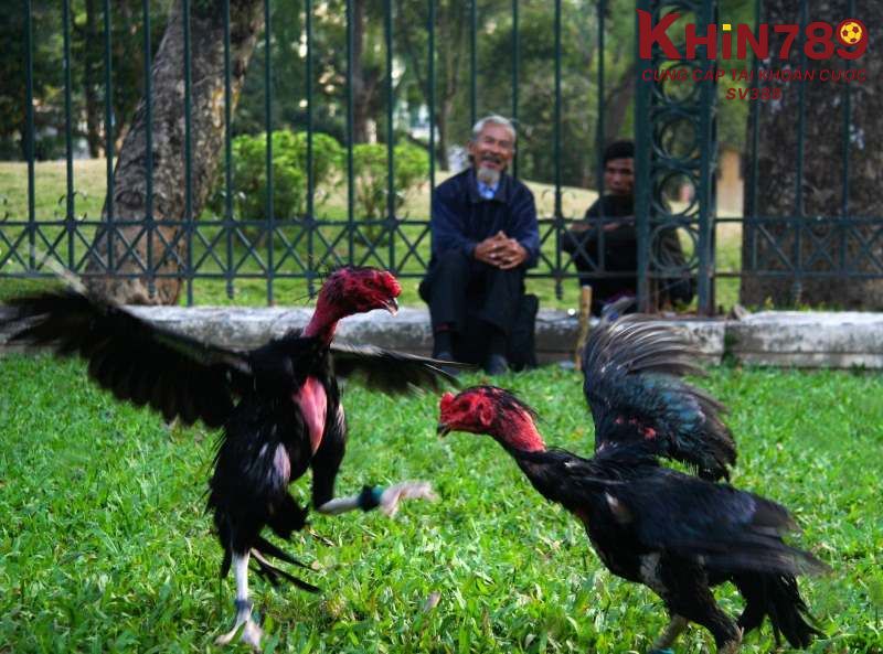 Hình thức đá gà Campuchia cược thủ cần biết