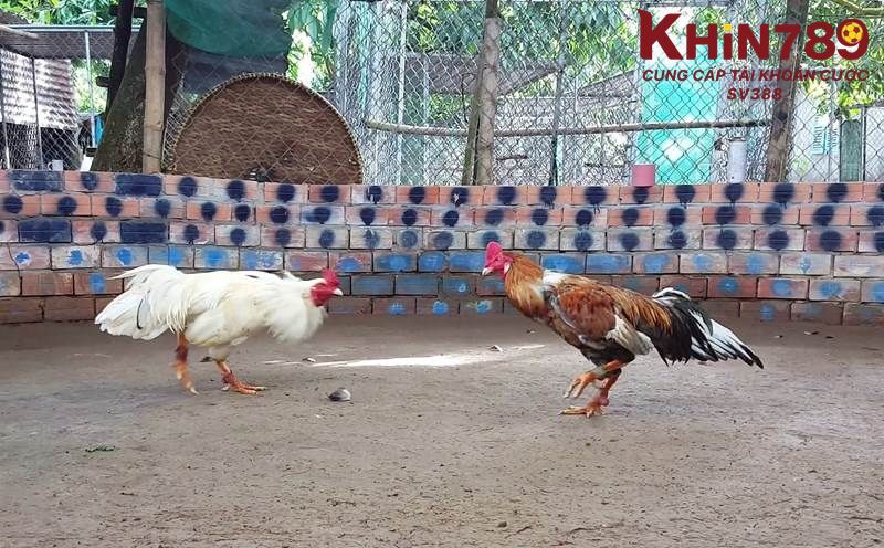 Các hình thức đặt cược đá gà Campuchia hiện nay