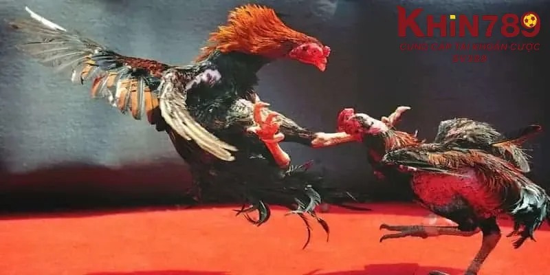 Thông tin khái quát về đá gà cựa dao Khin789