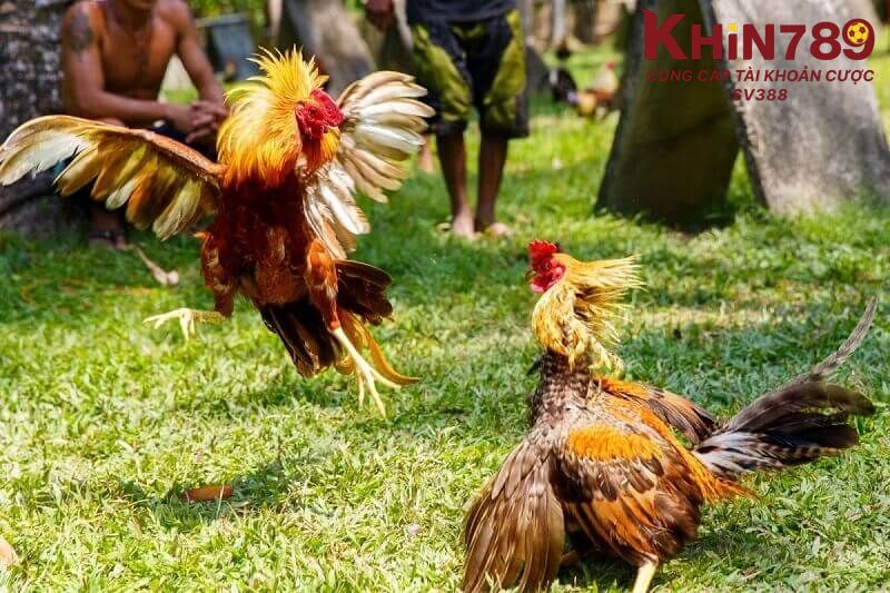 Đá gà Thomo Khin789 là gì?