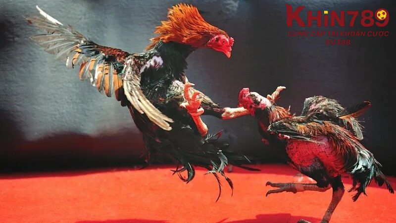 Khin789 - Nhà cái uy tin, minh bạch, công khai