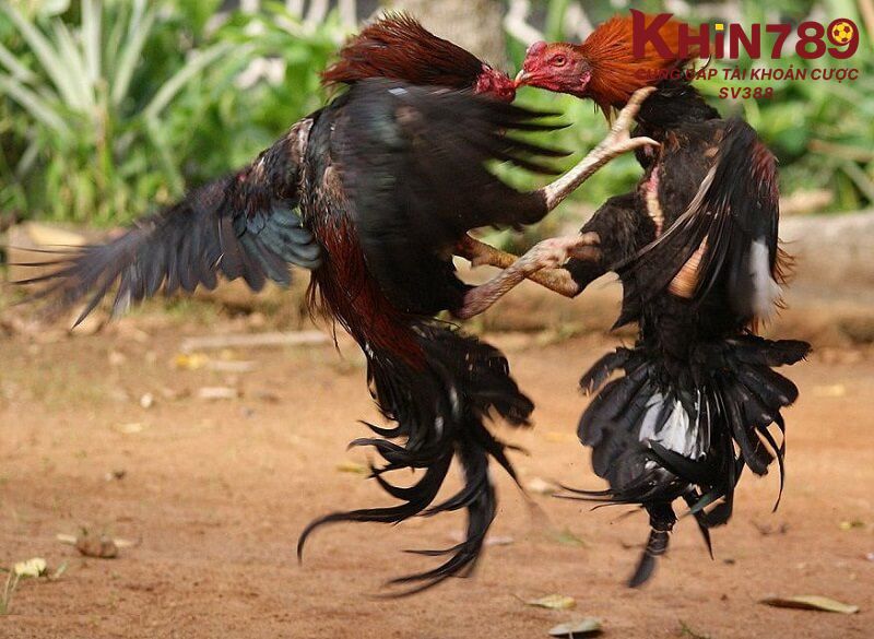 Thực hiện 5 bước để tham gia đá gà Thomo nhanh chóng