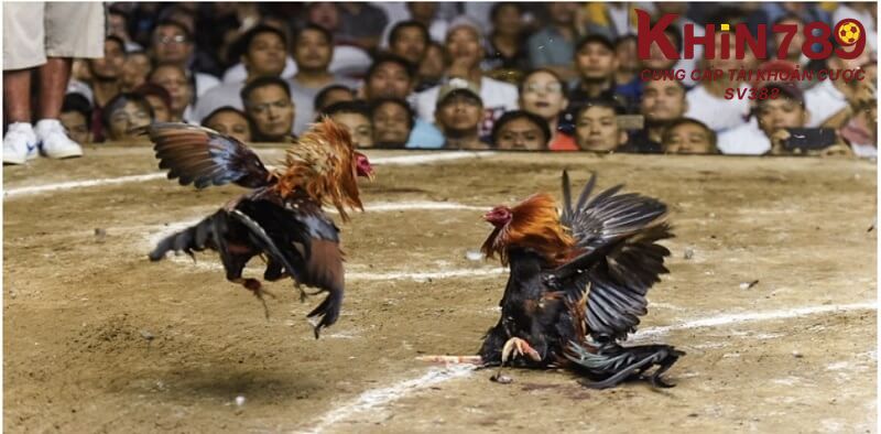 Tìm kiếm trận đá gà yêu thích