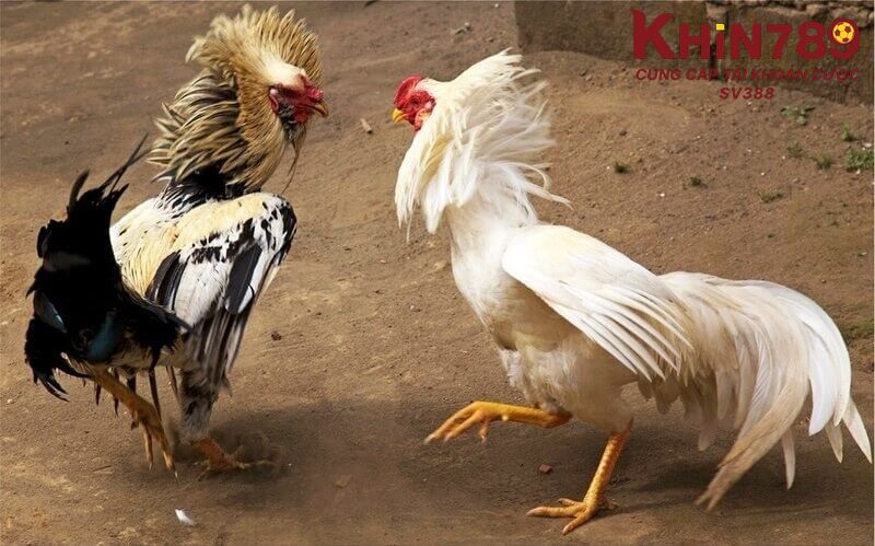 Lý do nên chọn tham gia đặt cược đá gà tại nhà cái