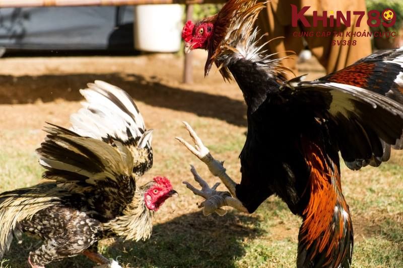 Đá mé đòn đánh gây chấn thương cực nặng