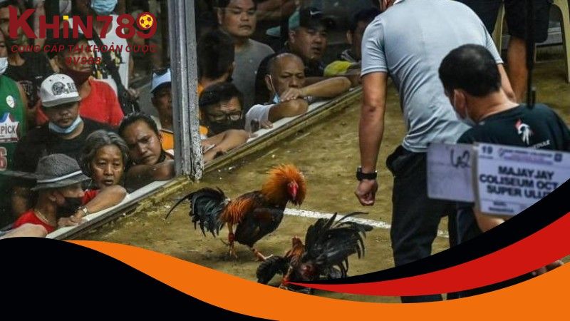 Giới thiệu về soi kèo đá gà Thomo tại Khin789