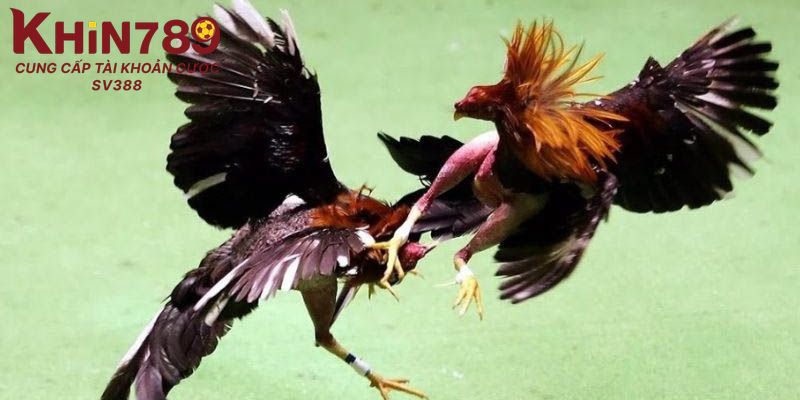 Tìm hiểu thông tin về đá gà Thomo và sới gà