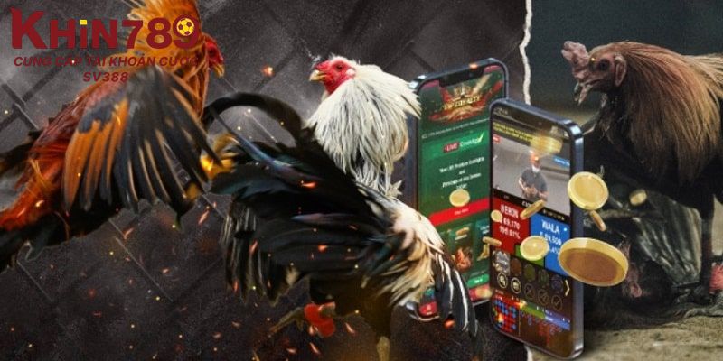 Sơ lược về chuyên mục lịch thi đấu đá gà Thomo tại Khin789