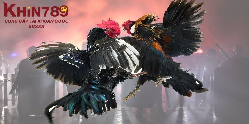 Khung giờ thi đấu đá gà Thomo