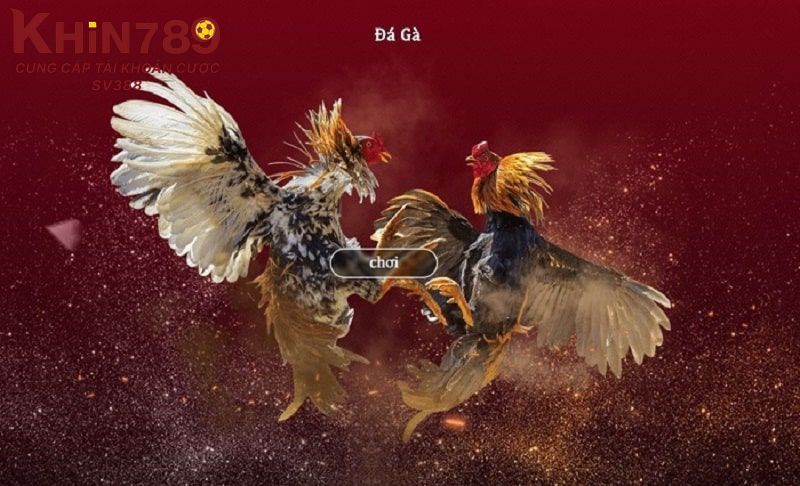 Hỏi đáp về thời gian thi đấu và lịch đá gà Thomo