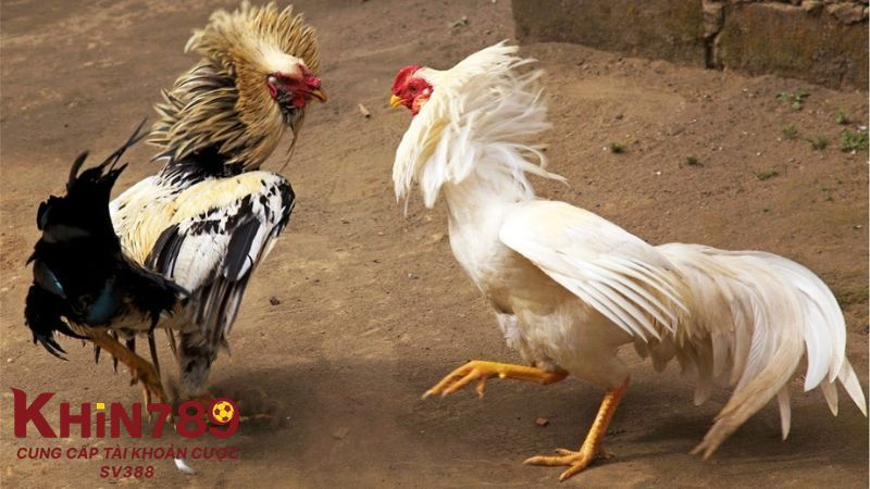 Căn cứ đánh giá top 3 trường gà Thomo lớn nhất Campuchia (cập nhật 2025)