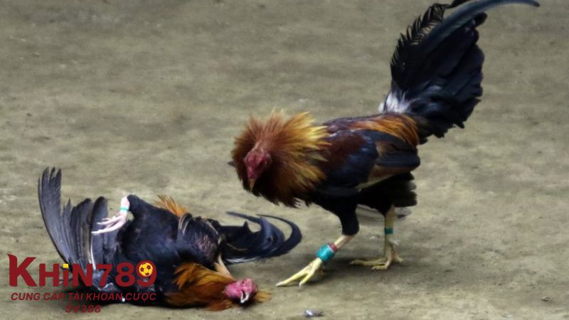 Top 3 trường gà Thomo được đánh giá tốt nhất