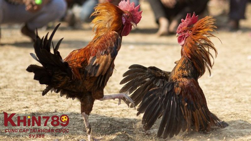 Hỏi và giải thắc mắc về trường gà Thomo