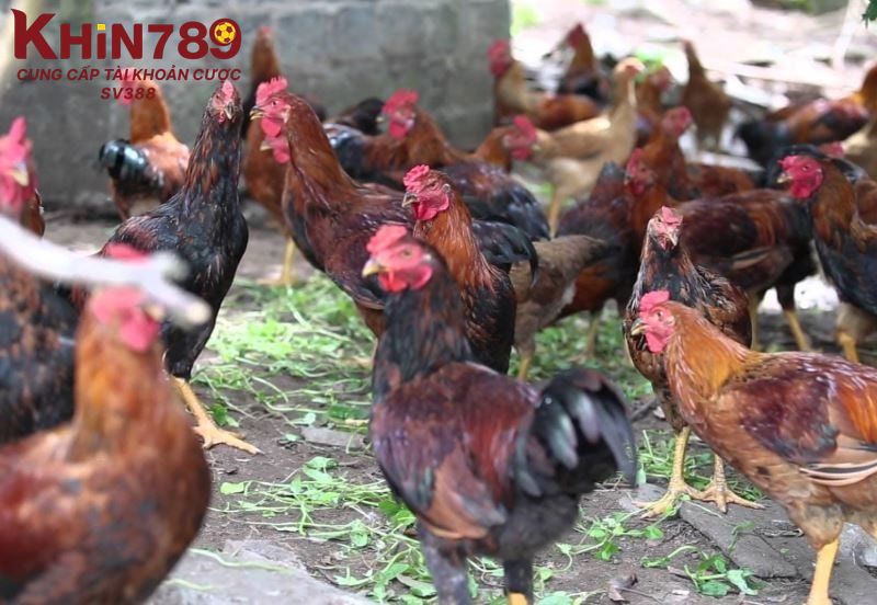 Bật mí cách chăm sóc chiến kê này chi tiết nhất