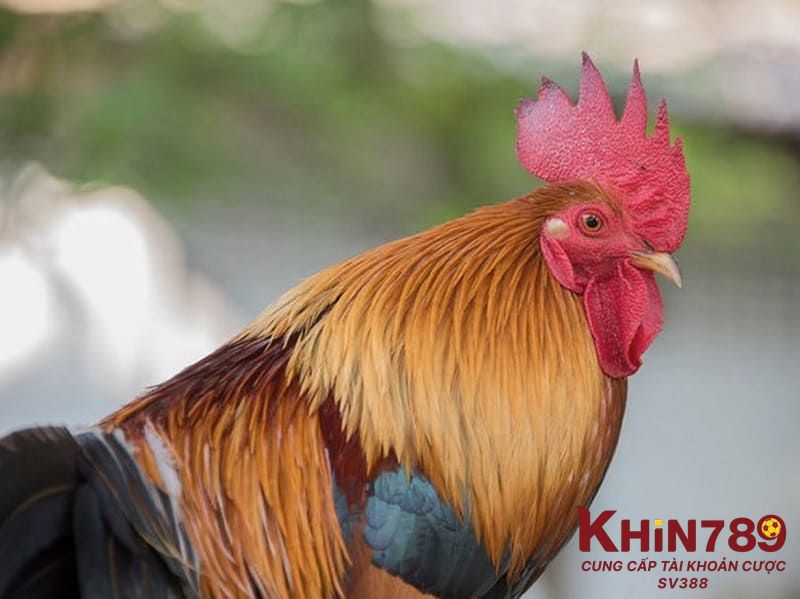 Khám phá đặc điểm nổi bật của gà