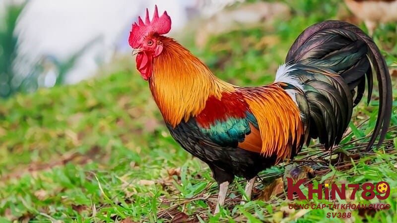 Nguồn gốc gà mồng vua