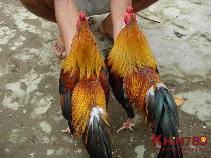 Quy trình chăm sóc và nuôi dưỡng gà