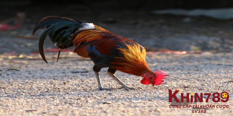 Một số thông tin tổng quan về tình trạng lệch đuôi ở gà đá