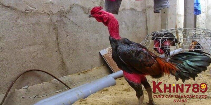 Vì sao gà đá lại bị lệch đuôi?