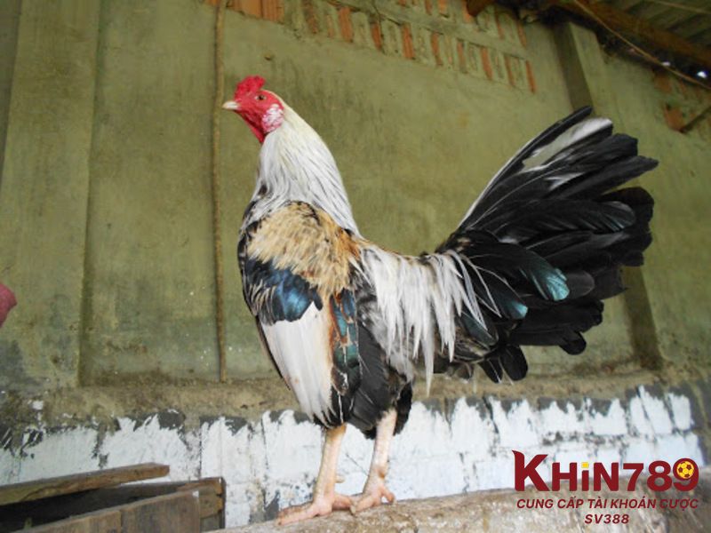 Cách chữa lệch đuôi cho gà đá hiệu quả dành cho sư kê