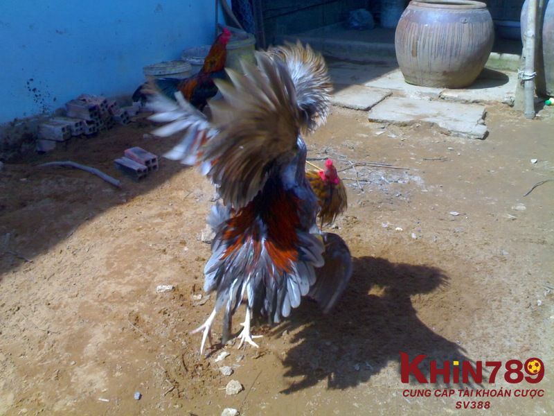 Các lưu ý trong quá trình chữa lệch đuôi cho gà đá