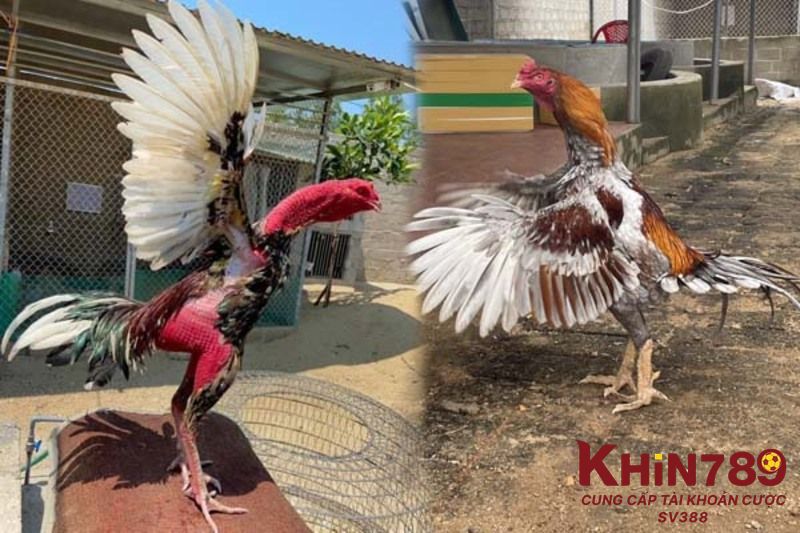 Giải đáp cho một số câu hỏi liên quan đến cách chữa lệch đuôi cho gà đá