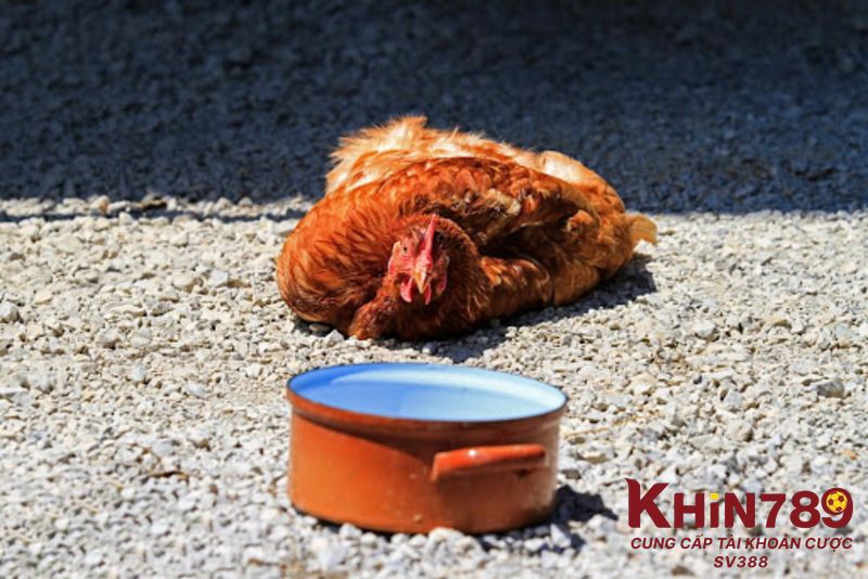 Lý do dẫn đến tình trạng bị sốc nhiệt ở gà đá