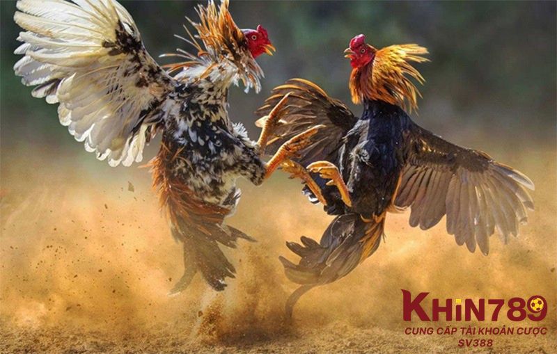 Trường hợp gà đá bị sốc nhiệt là gì?