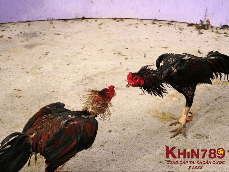 Các dấu hiệu nhận biết tình trạng sốc nhiệt ở gà đá