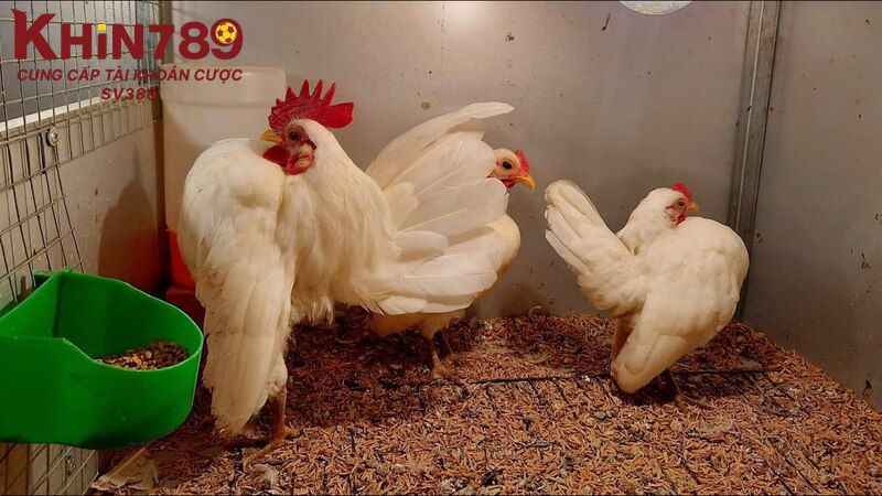 Màu lông trắng toàn diện là đặc điểm nổi bật của giống gà nhạn 