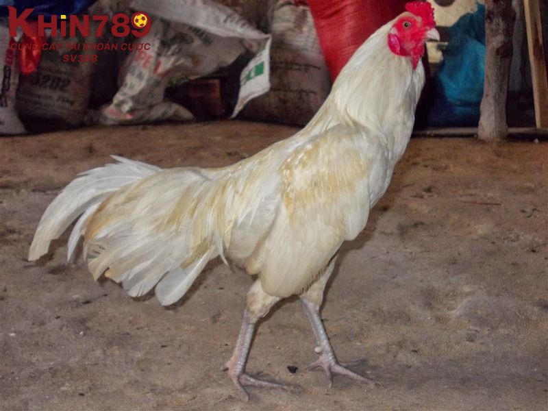 Phân loại các giống gà nhạn phổ biến 