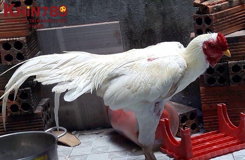 Một số lý do nên lựa chọn gà nhạn ra trận