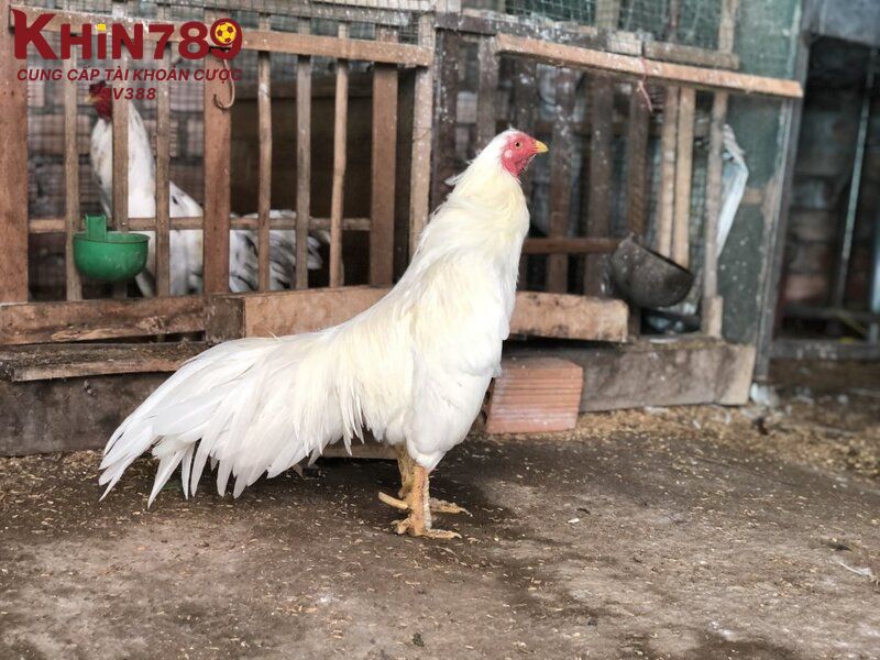 Các đặc điểm nổi bật của gà úa so với giống gà khác