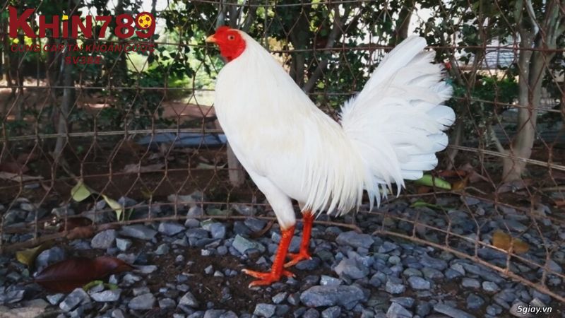 Giống gà úa chân trắng được đánh giá cao về sức bền, lì lợm