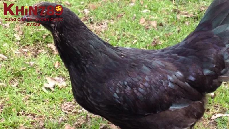 Cách chọn gà chọi mái theo dòng hiệu quả