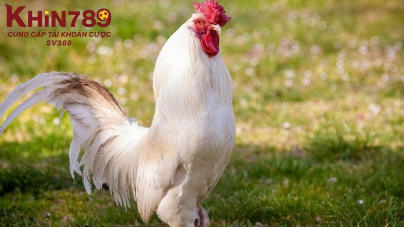 Nắm rõ mục tiêu để định hướng quá trình phối màu lông