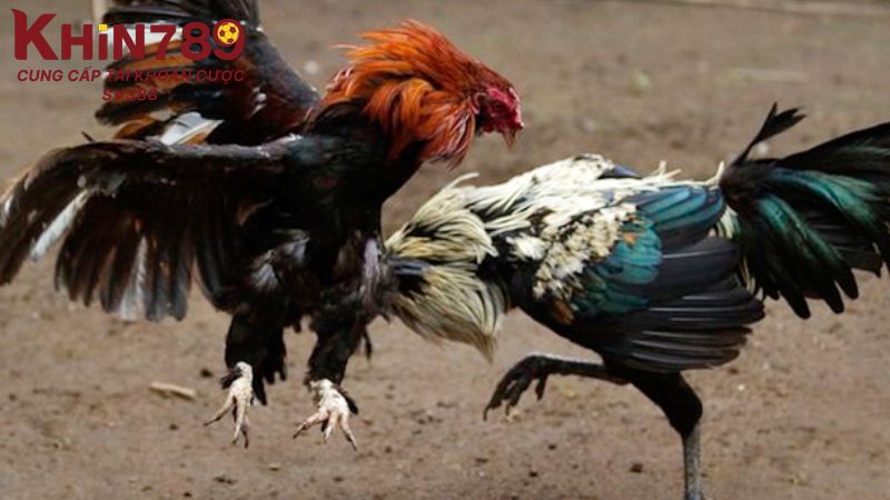 Cách phối màu lông gà là chủ đề nhiều người quan tâm