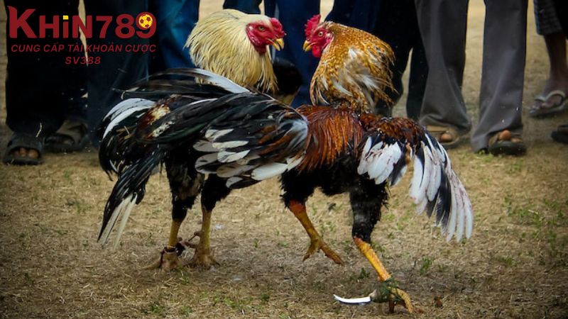 Màu lông của gà do tổ hợp gen từ bố mẹ quyết định