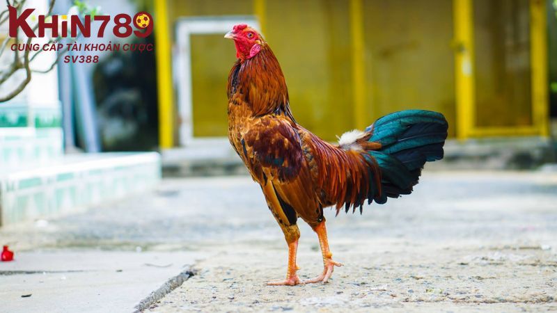 Cách phối màu lông gà tạo nên vẻ ngoài bắt mắt