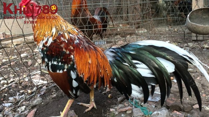 Cách phối màu lông gà là hành trình kết hợp kiến thức